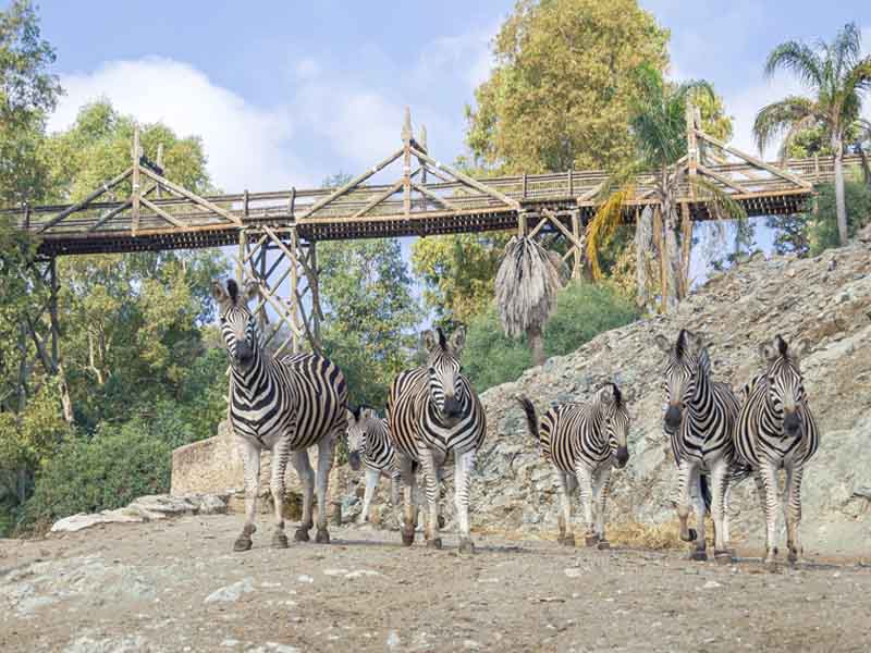 Visita escolar Selwo Aventura