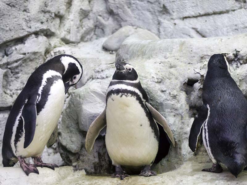 Pingüinos de Magallanes (Spheniscus magellanicus) en Selwo Marina
