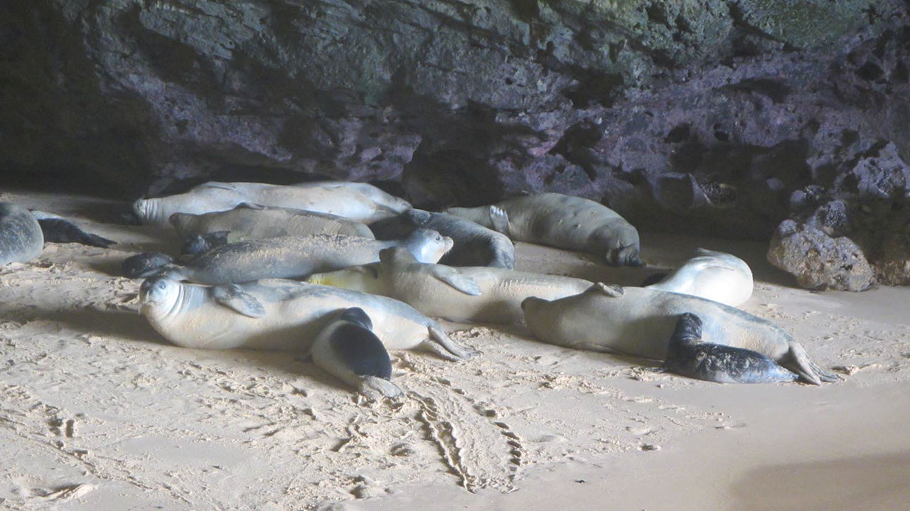 Éxito rotundo en 2015: nacen 73 crías de foca monje en Mauritania