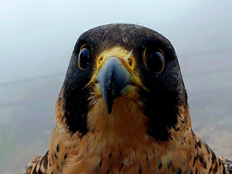 ¡Conoce al halcón peregrino en la presentación de aves en el Teleférico!