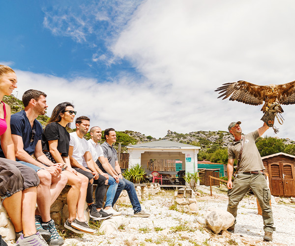 Presentation of birds of prey at the summit