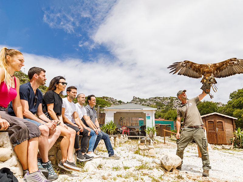 Presentación de aves